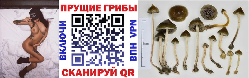 Псилоцибиновые грибы Psilocybine cubensis Ярославль
